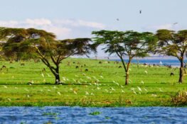 Jour 5 Découverte du Lac Naivasha